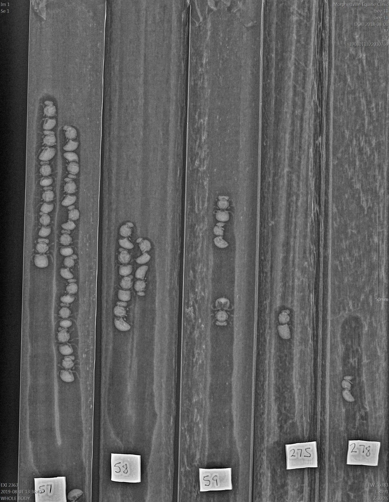 X-ray of nesting stalks with bees inside