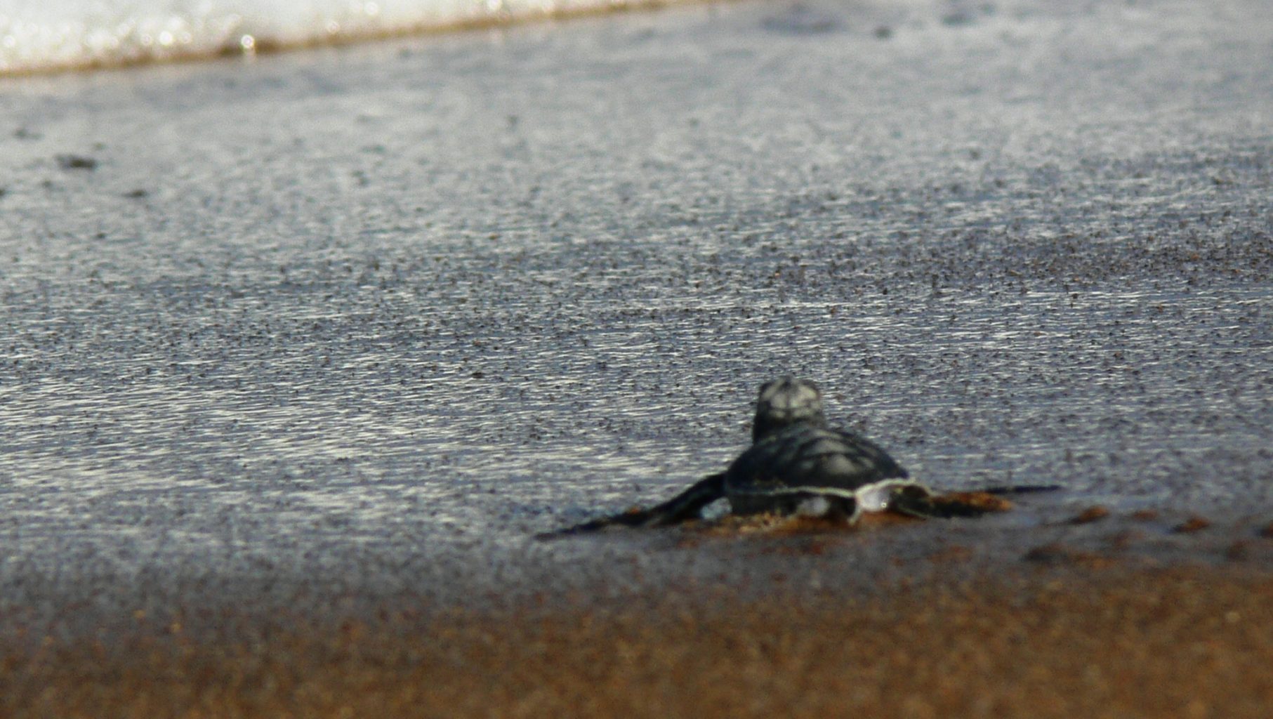 Baby turtle enters the sea