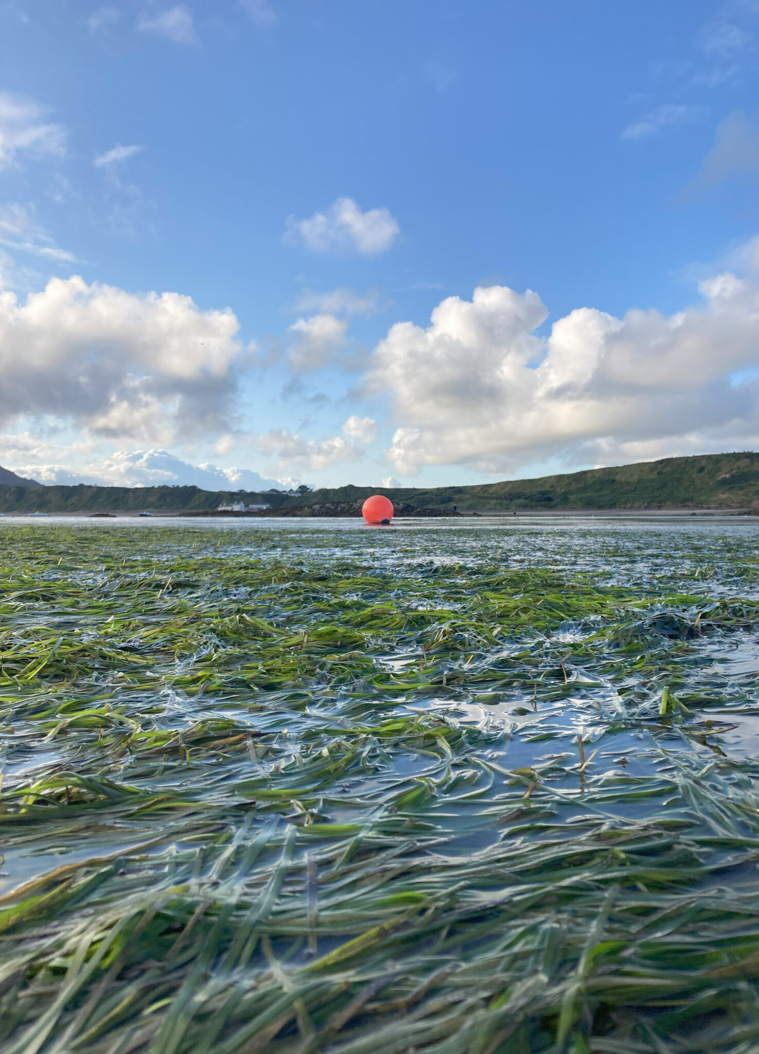 Seagrass floats on surface with buoy in background