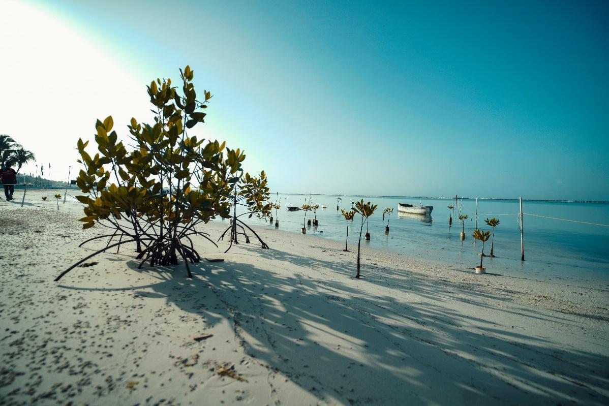 Boca Chica mangroves