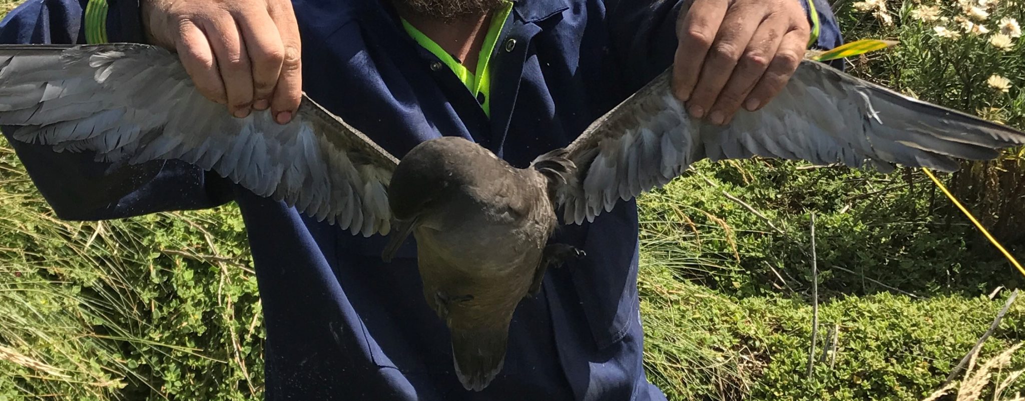 Person holds up a muttonbird (yula)