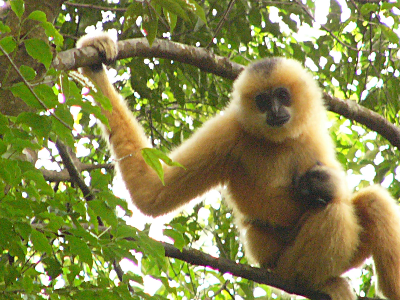 Hainan gibbons