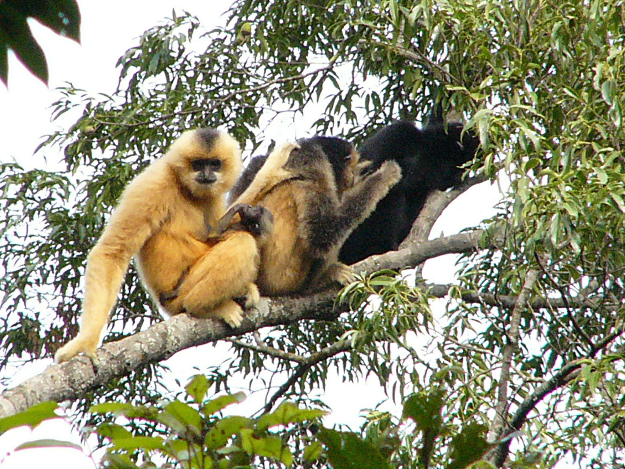 a group of Hainan gibbons