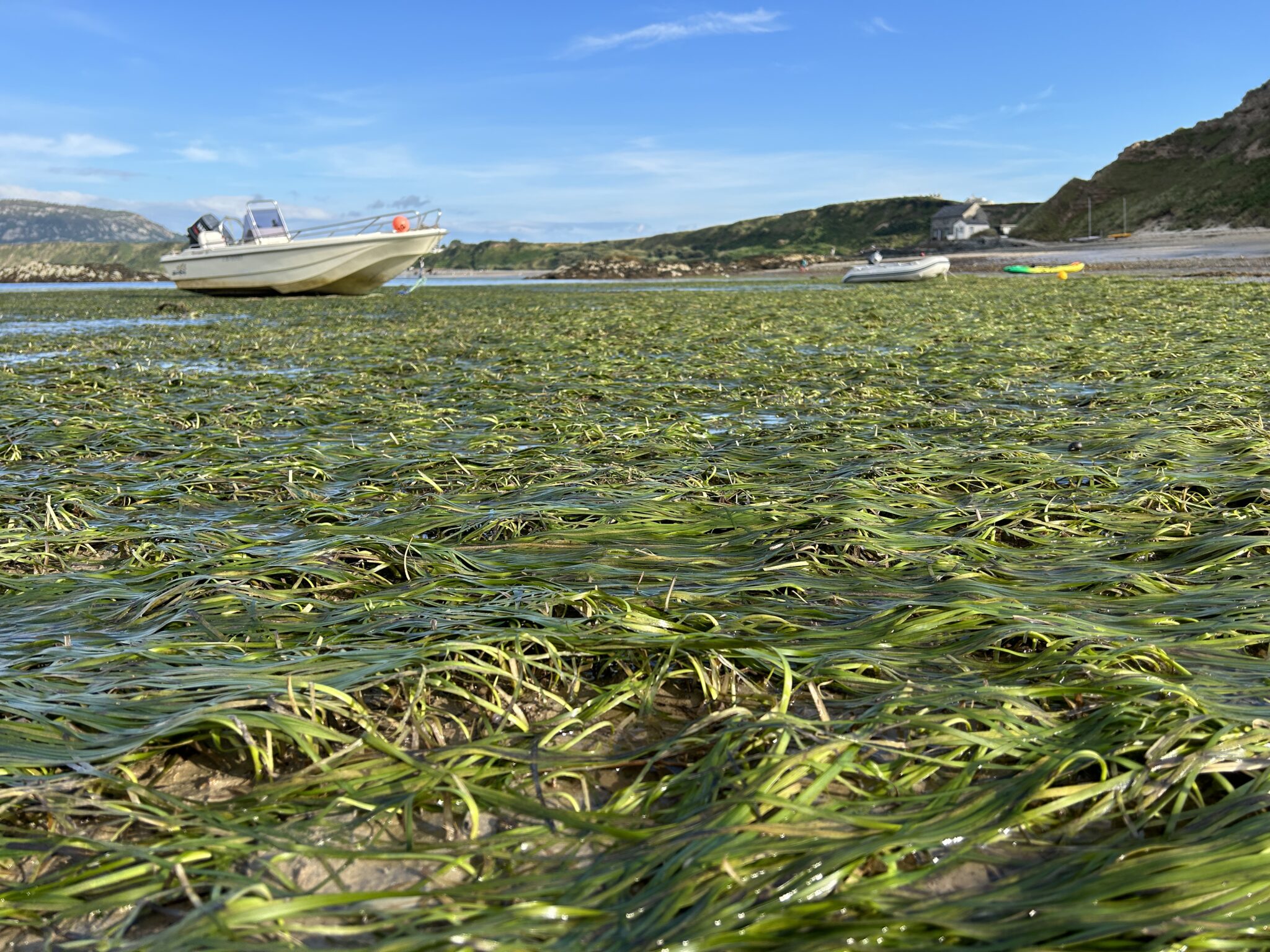 A large green bed of seagrass with a boat in the background