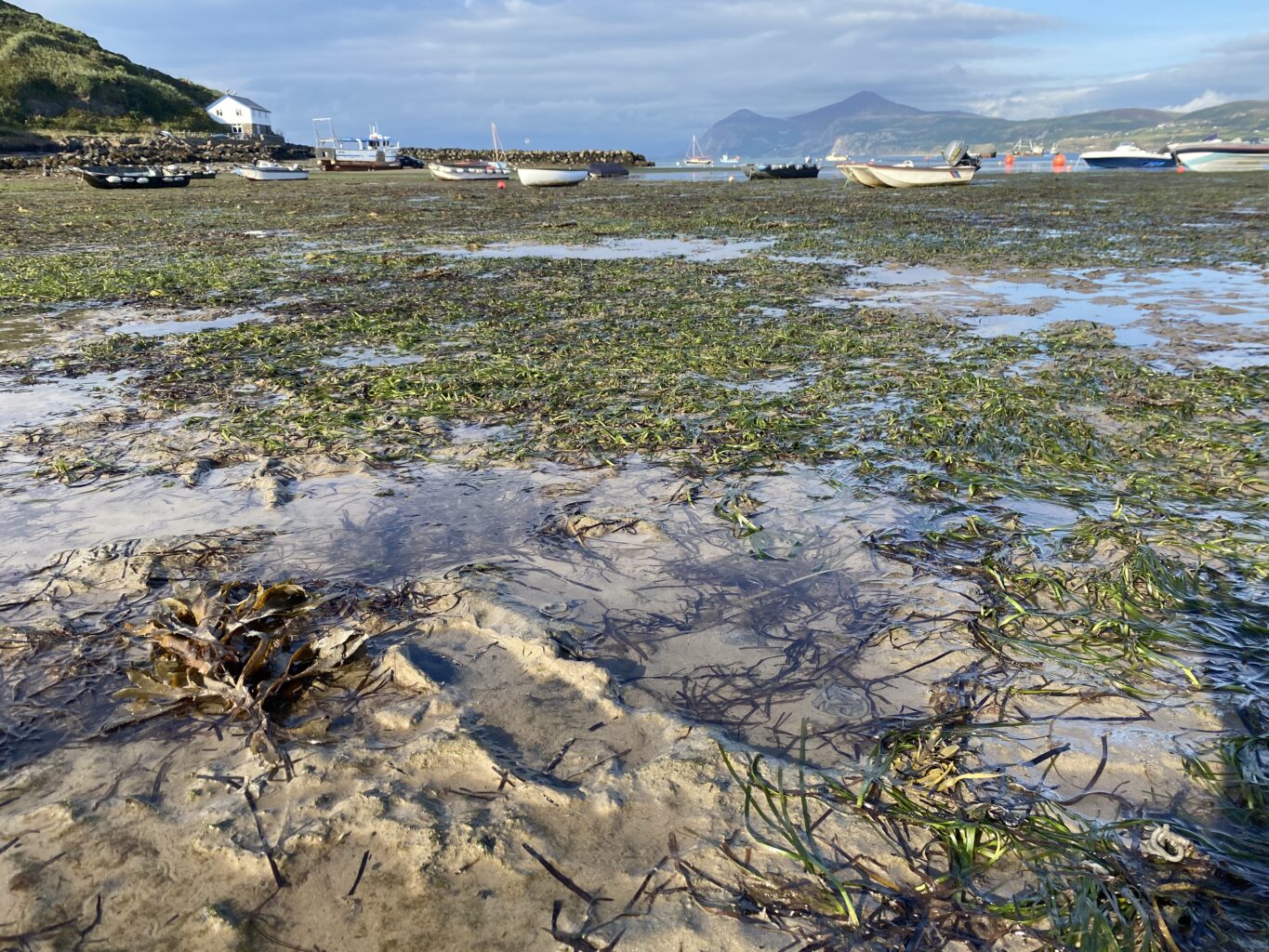 A tidal landscape of rocks, water, and seagrass with some boats in the background