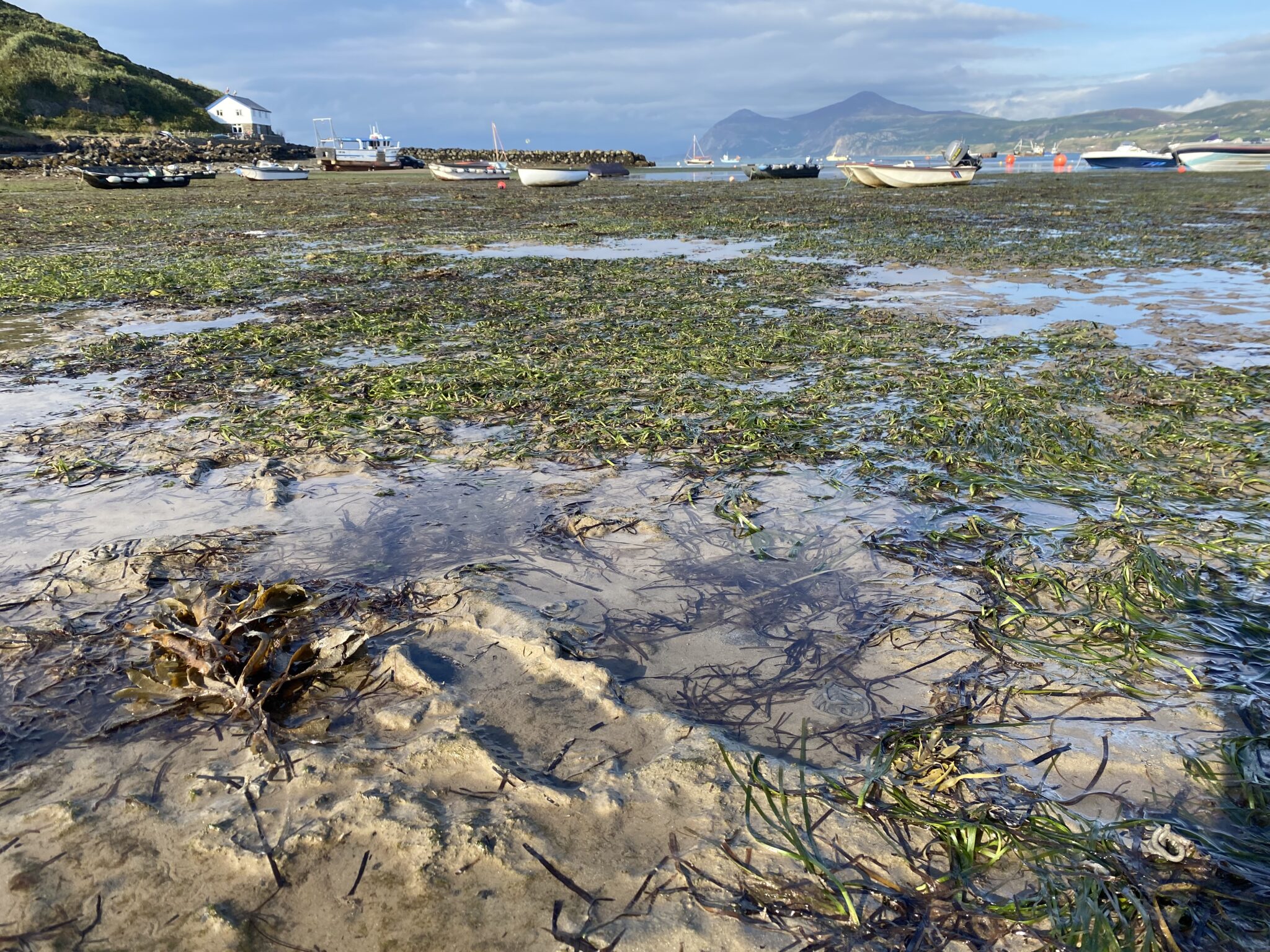 A tidal landscape of rocks, water, and seagrass with some boats in the background