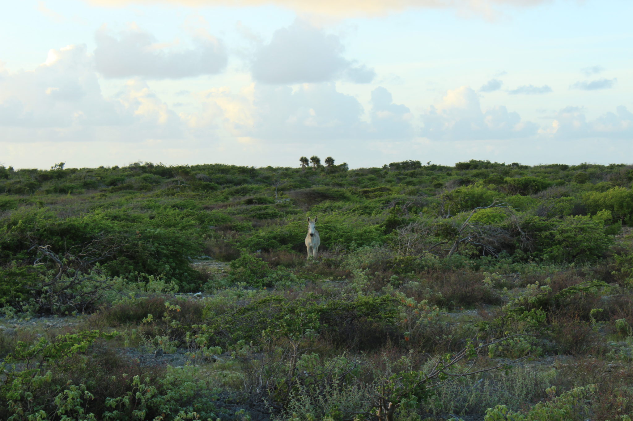 Feral donkey stands in front of endangered Bonaire palms