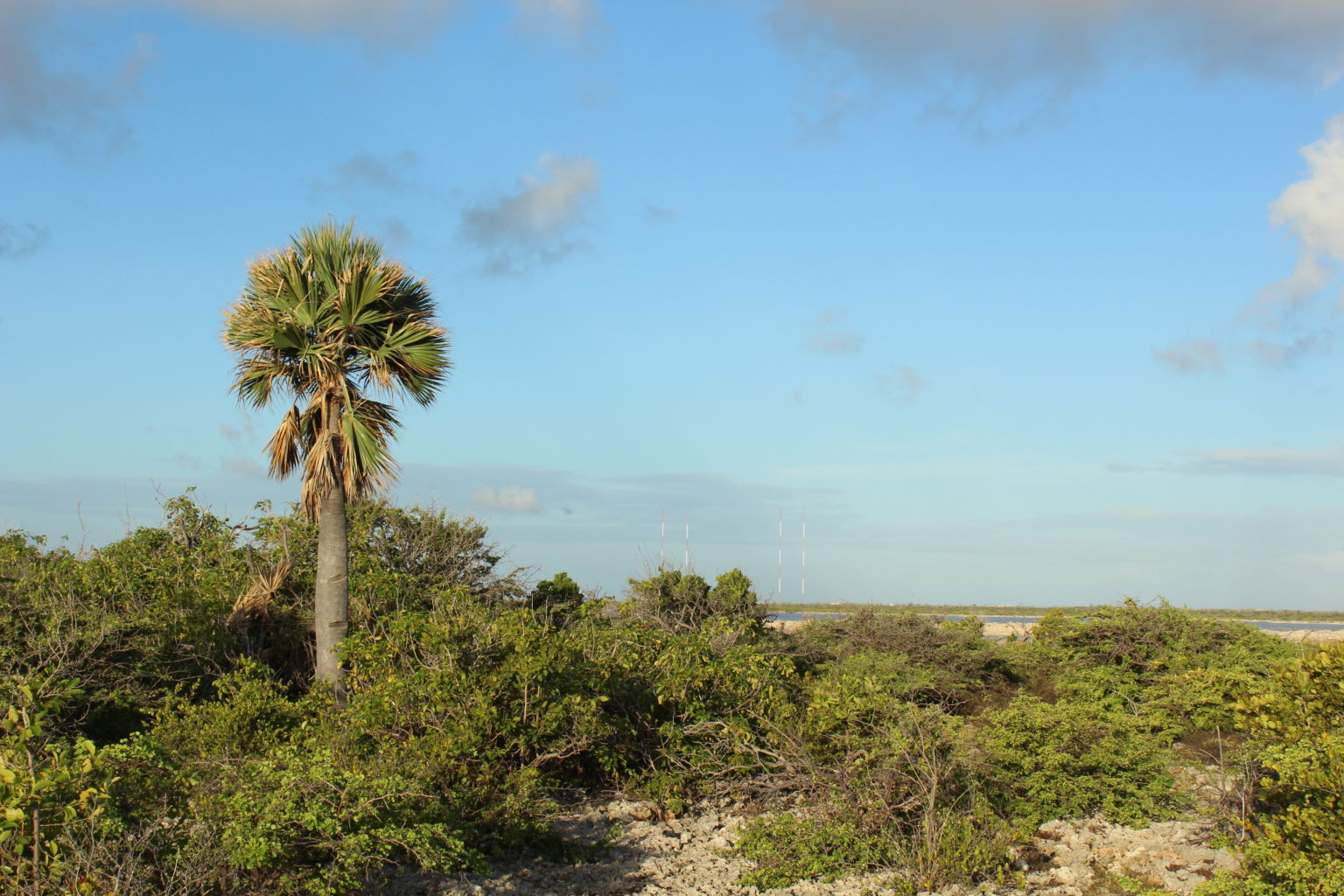 Mature Bonaire palm in heavily grazed area