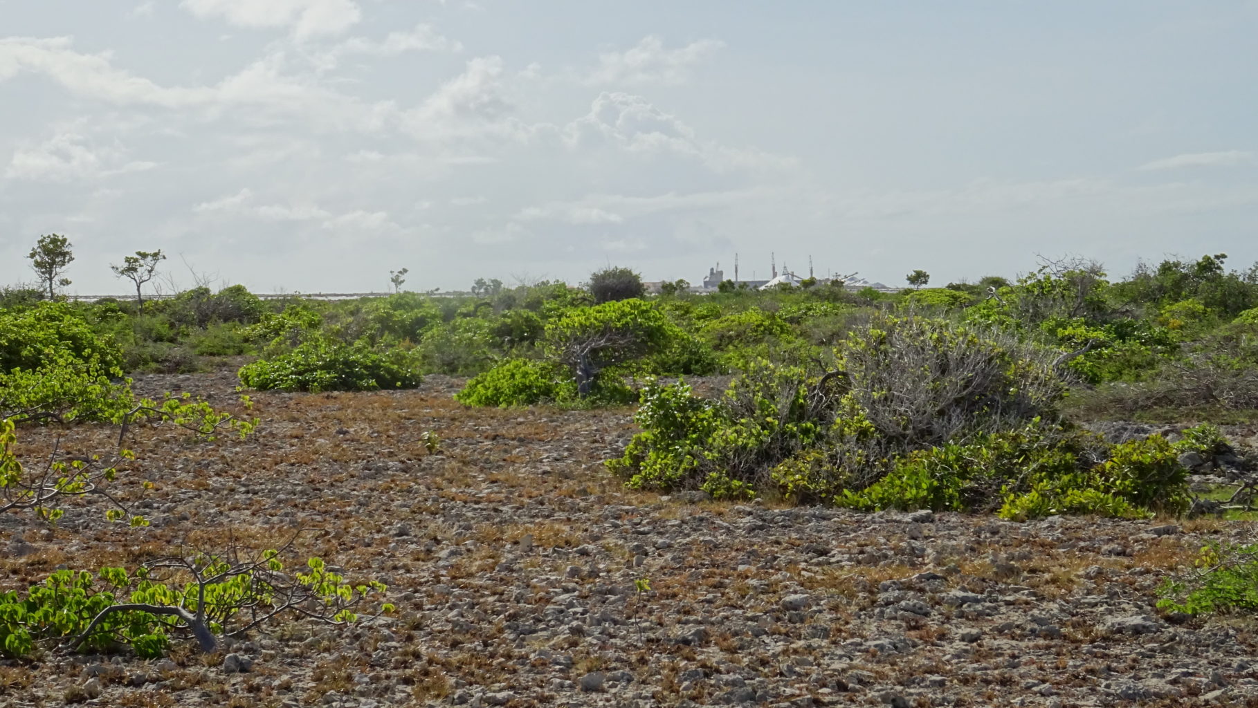 Overgrazed habitat on Bonaire Island, Caribbean Netherlands