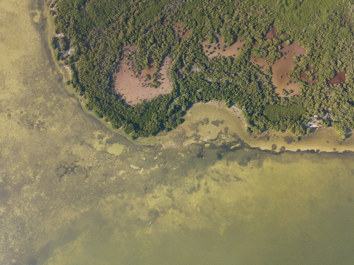 Aerial view of Cayo Alcatraz, Mexico mangrove trees