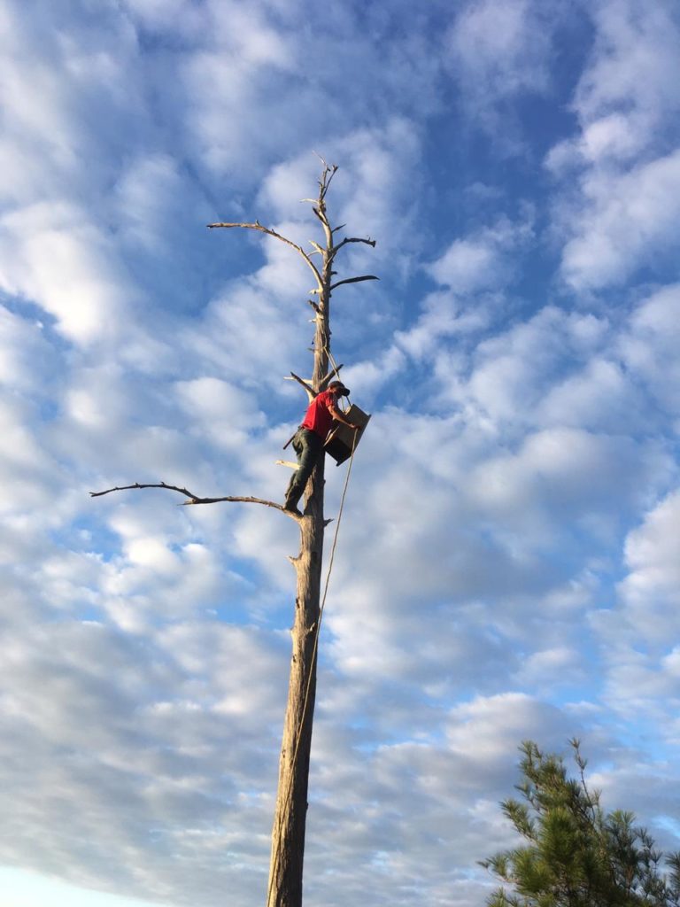 Man in top of tree installing parrot nest box