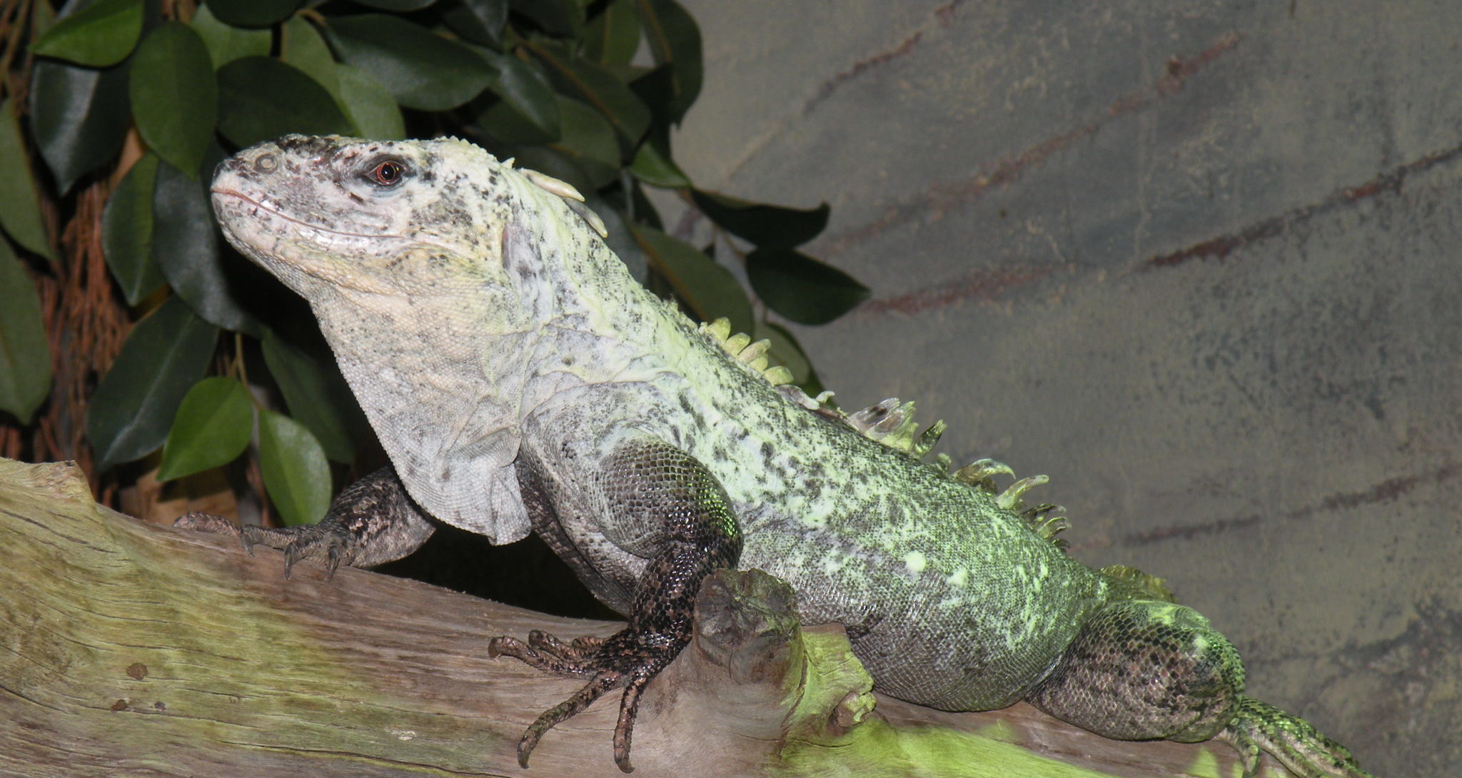 Utila Island Seacology