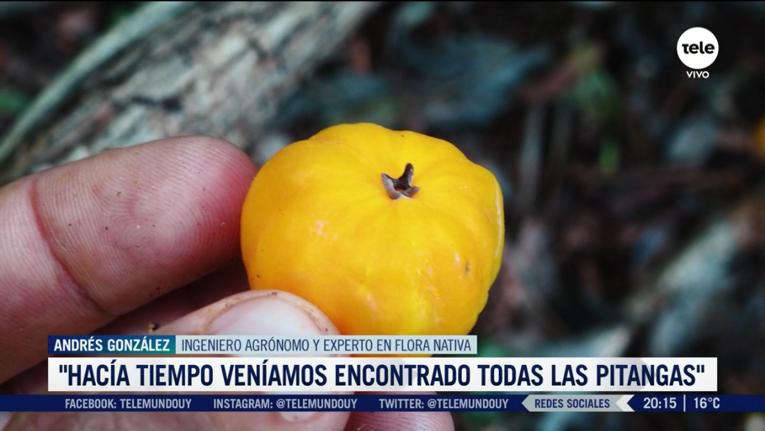 A screenshot of a news story about the discovery of a tree not seen in the country for over a century