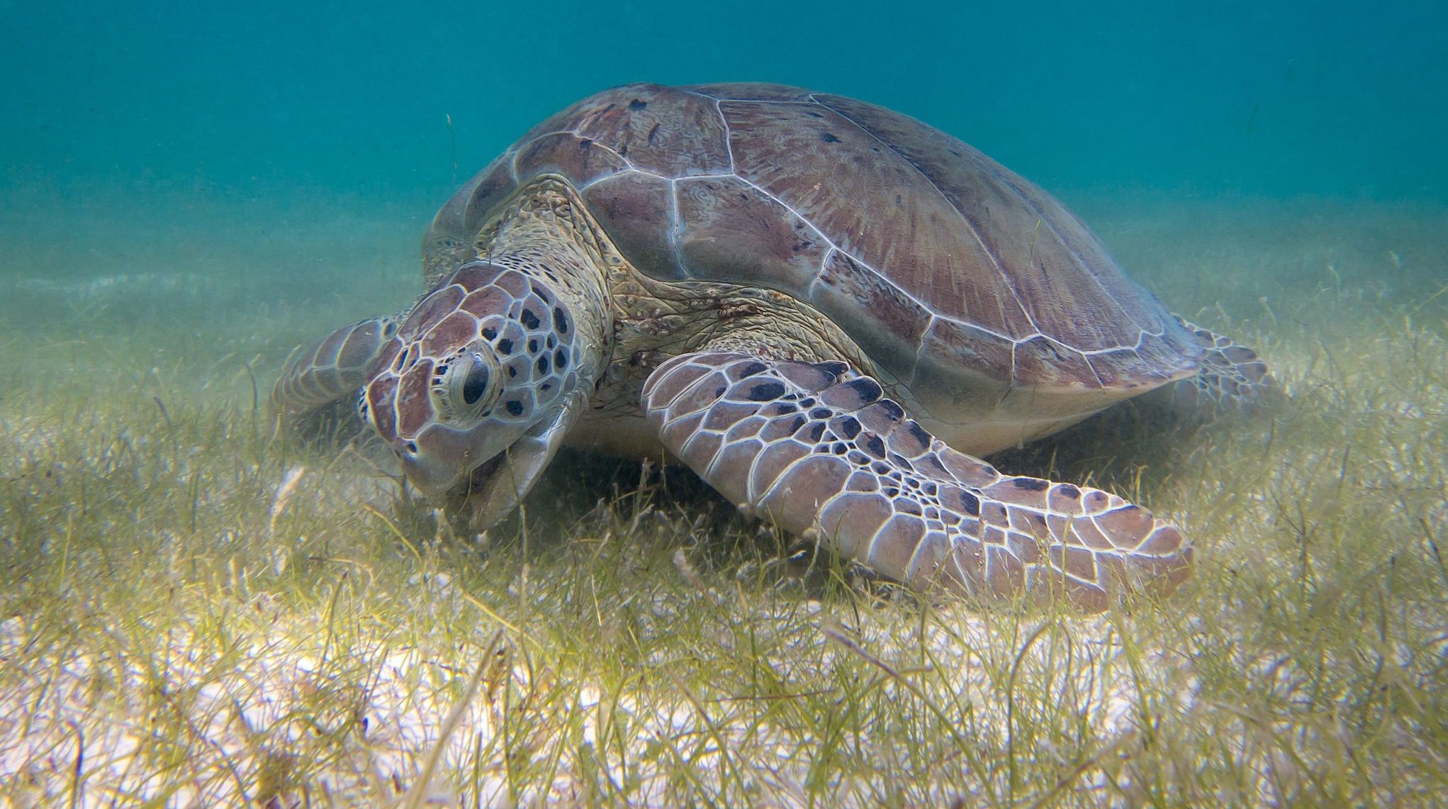 Seagrass and the replantation project in the Mediterranean Sea