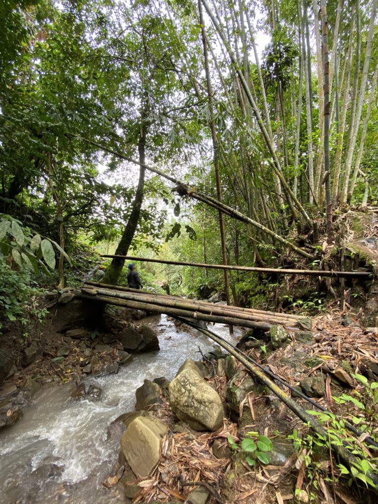 stream running through rainforest