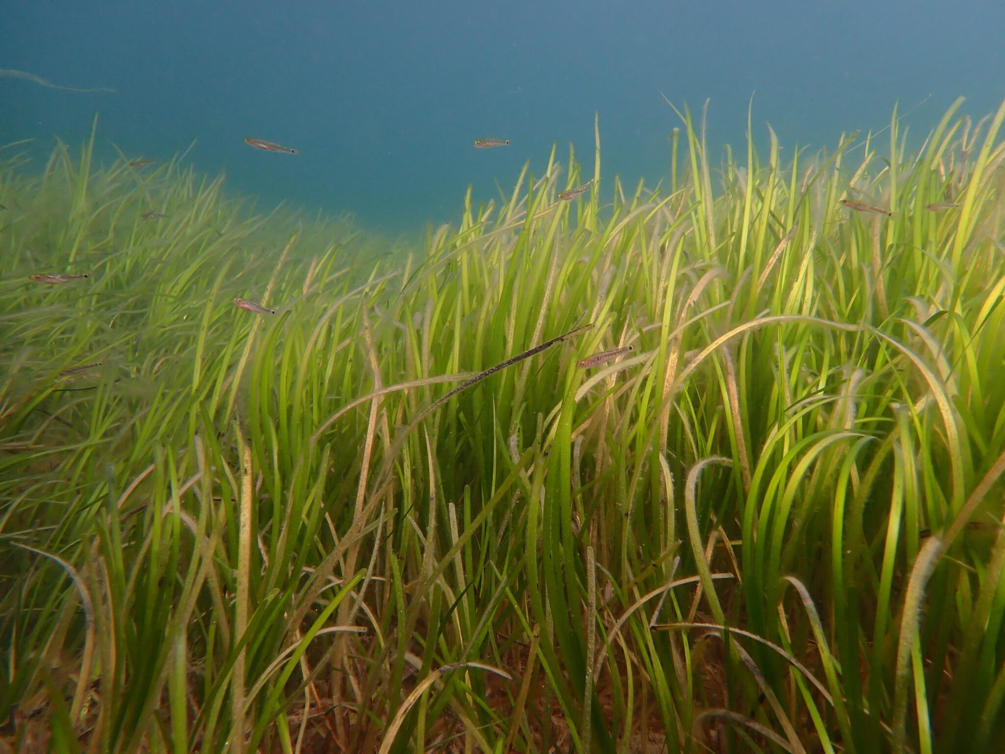 green wavy seagrass underwater