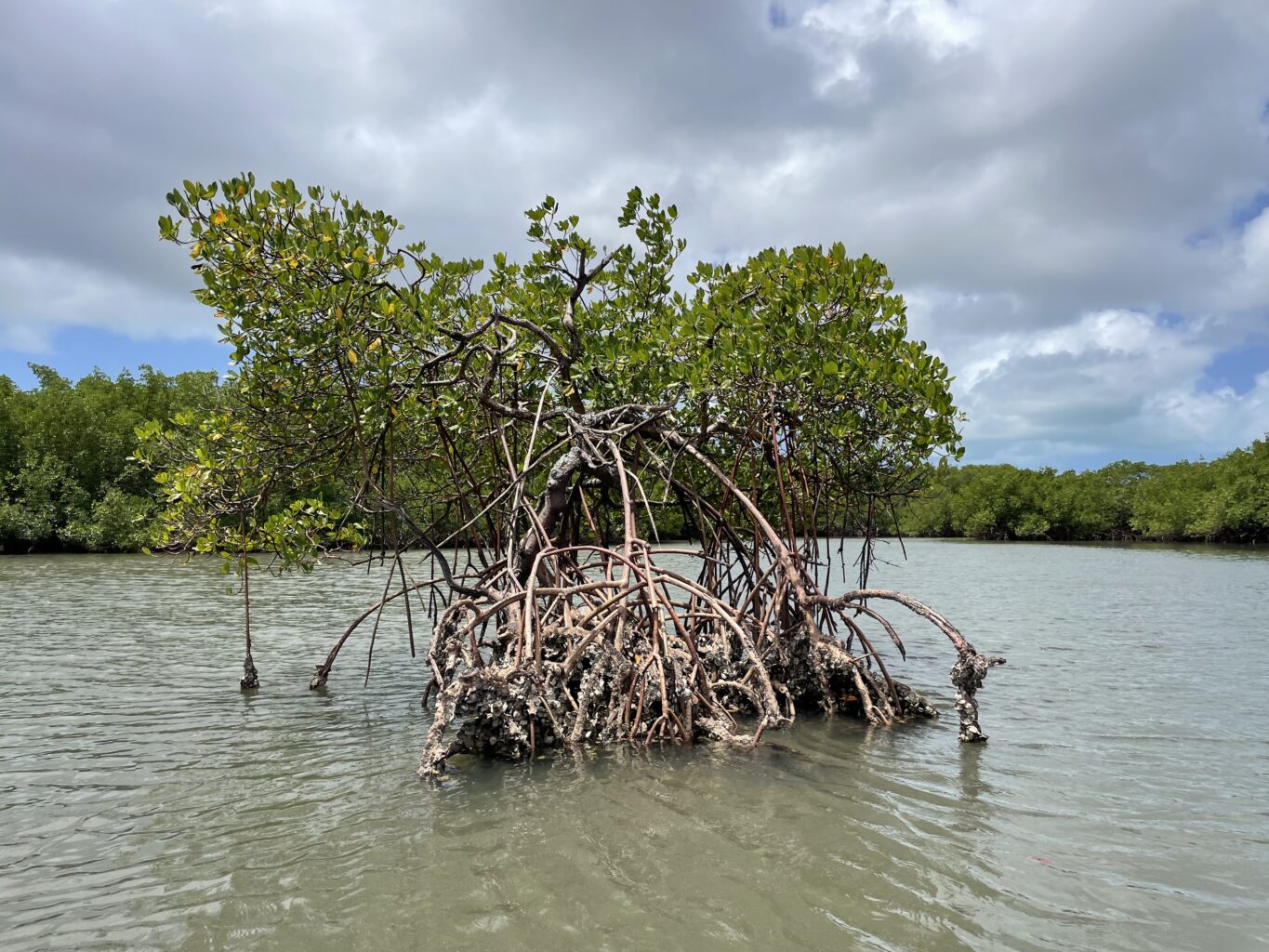 A mangrove with lots of roots in the middle of a waterway