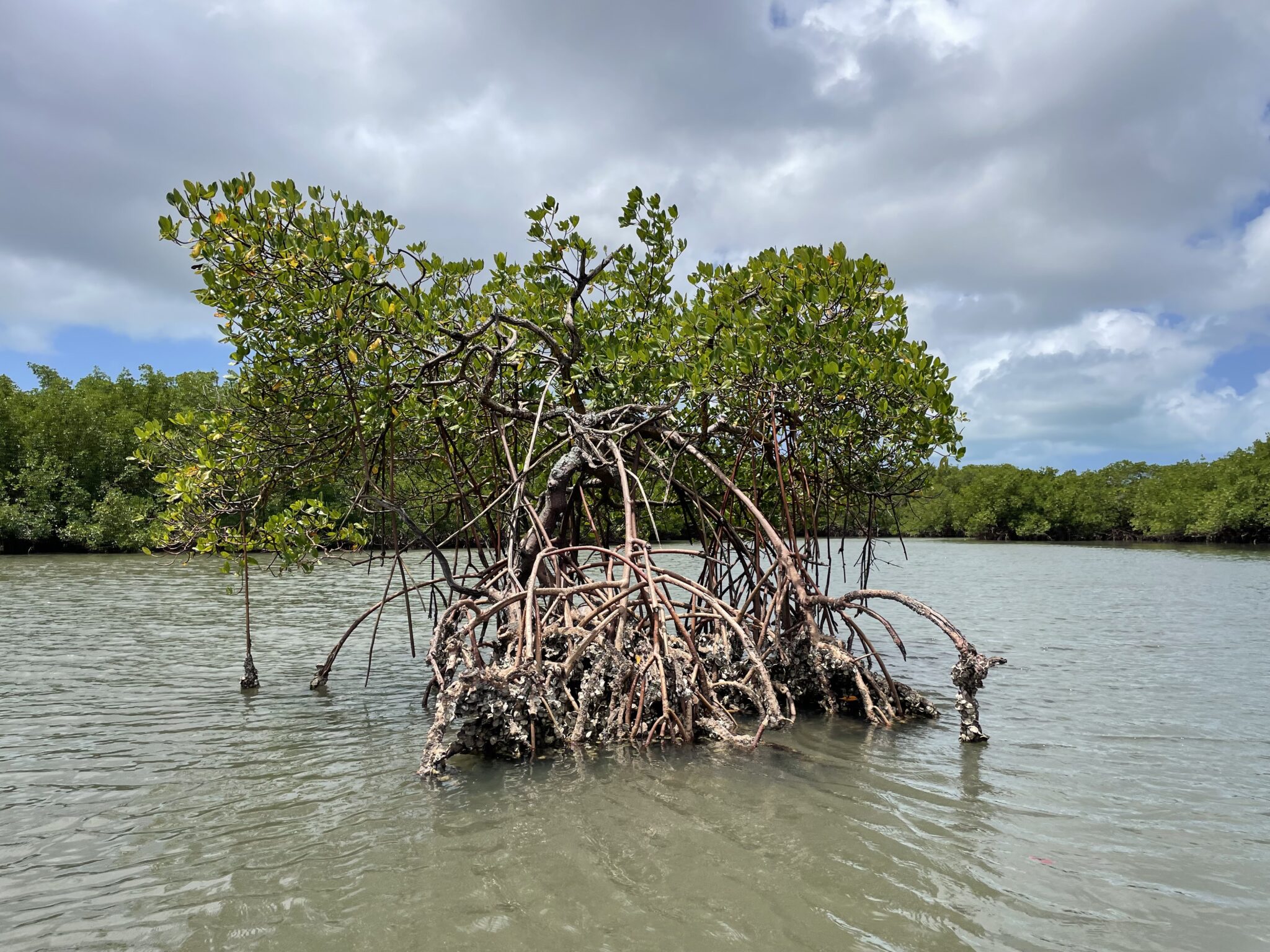 A mangrove with lots of roots in the middle of a waterway