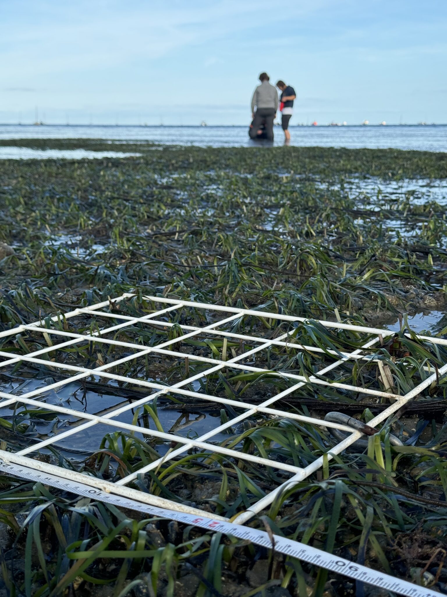 Two people stand in the background of a seagrass patch