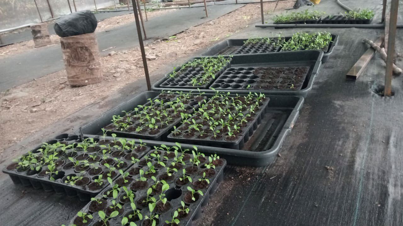 produce grows in aquaponic system