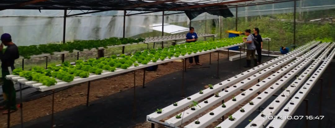 produce grows in aquaponic system