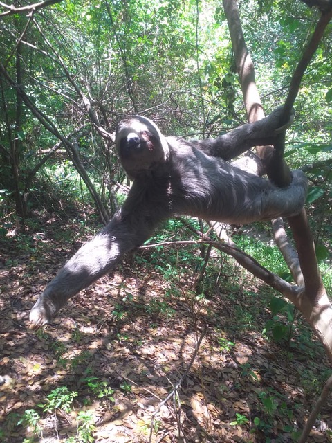 A sloth hangs from a tree in the forest