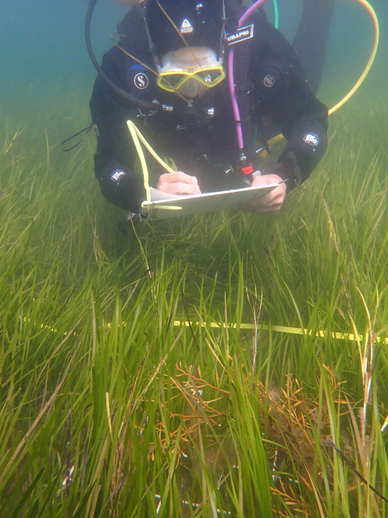 A person in scuba gear takes notes underwater while floating above a bed of seagrass