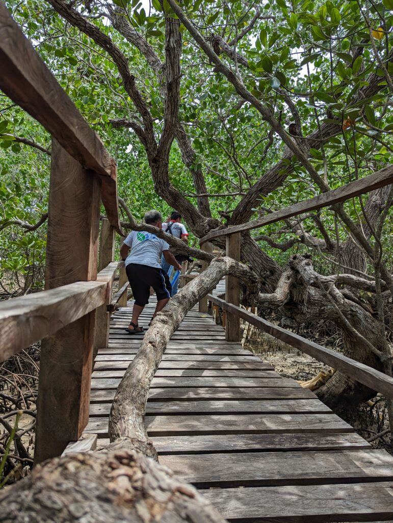 A mangrove root grows through the walkway