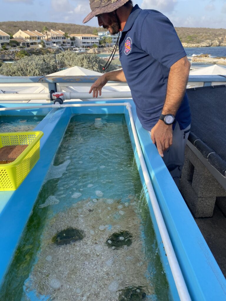 A person stands above a long water-filled tub with a few queen conch
