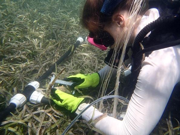diver measures conch in vegetation on seafloor