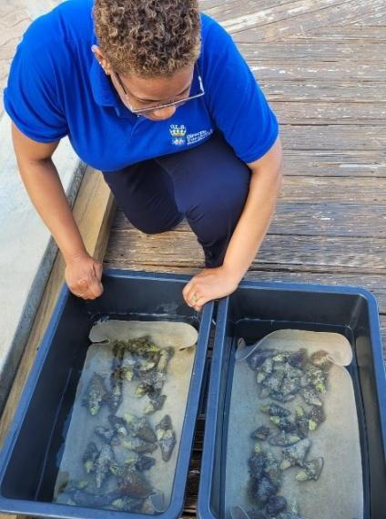 Man examines tanks of juvenile conches
