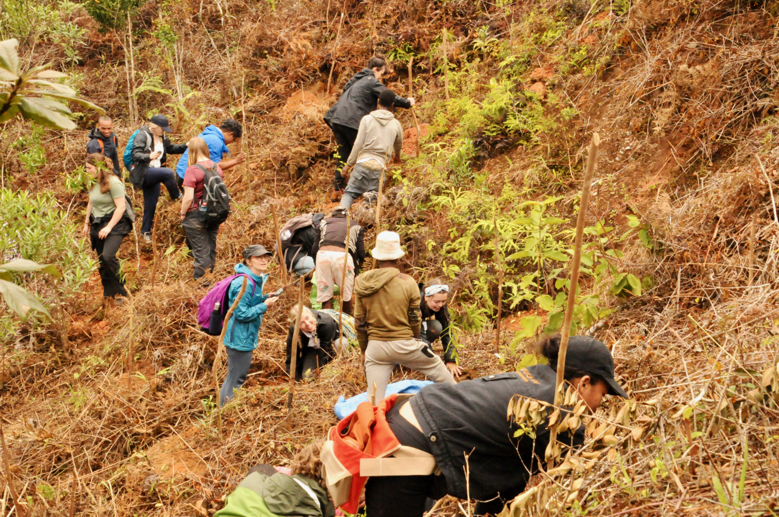 Our project partners plant trees to form a new wildlife corridor.