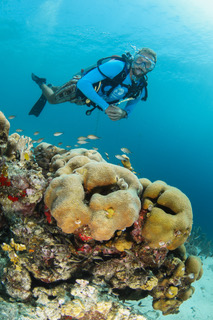 Diver monitors coral reef