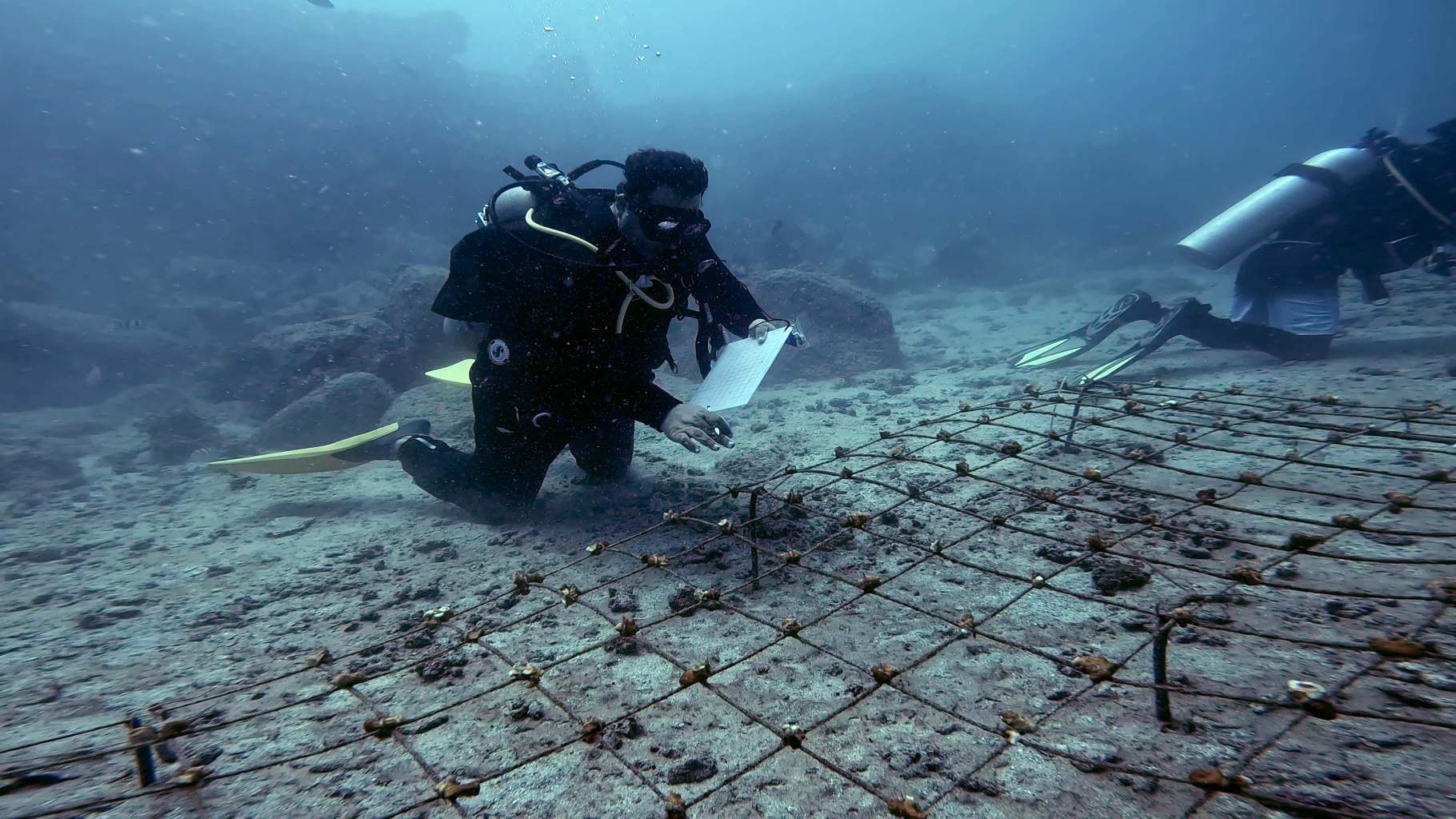 Scuba divers examine coral fragments growing on metal grid underwater.