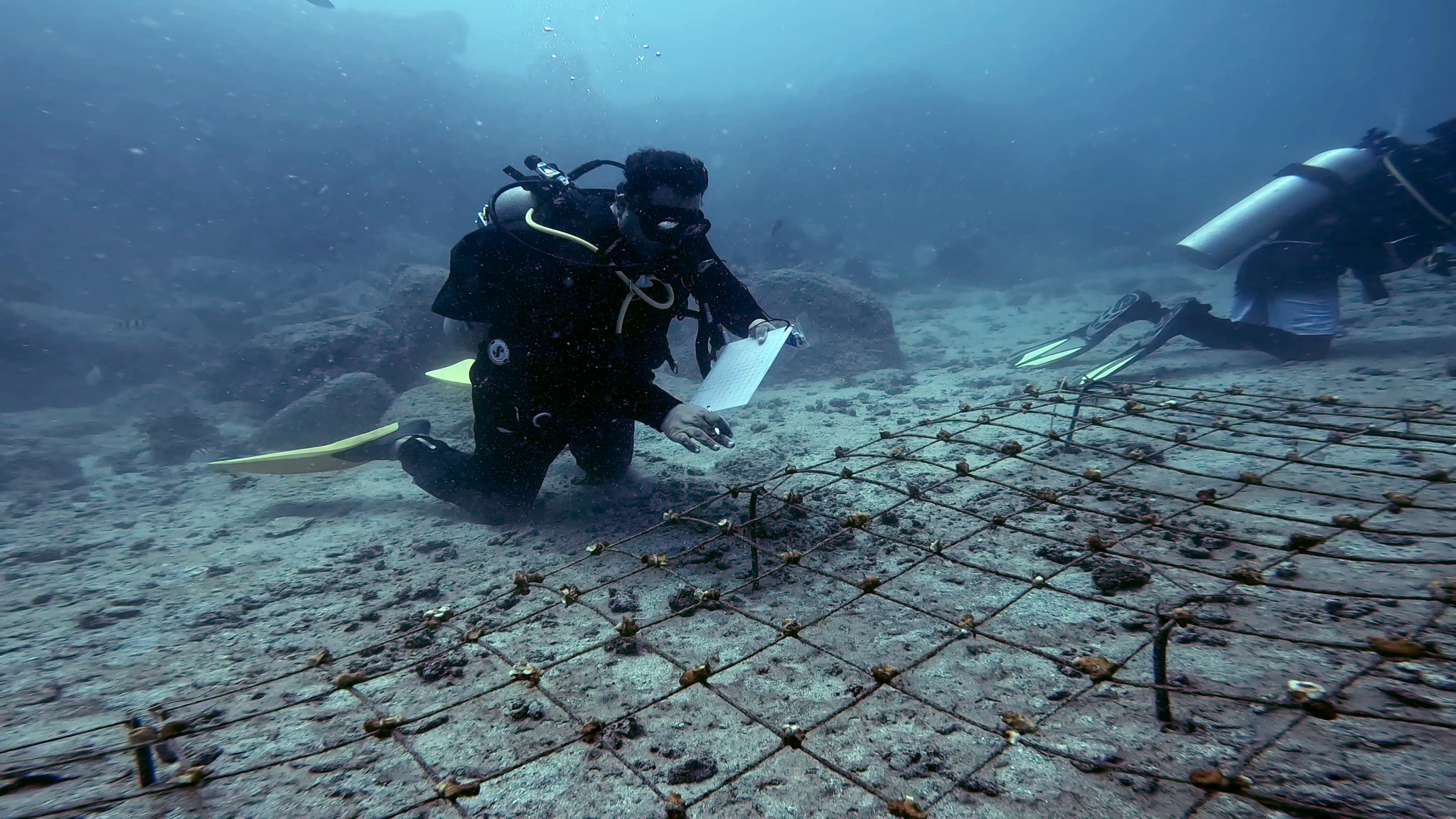 Scuba divers examine coral fragments growing on metal grid underwater.