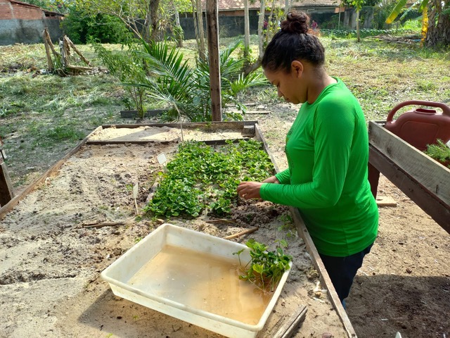 A person in a green shirt washes many small seedling plans in a basin of water
