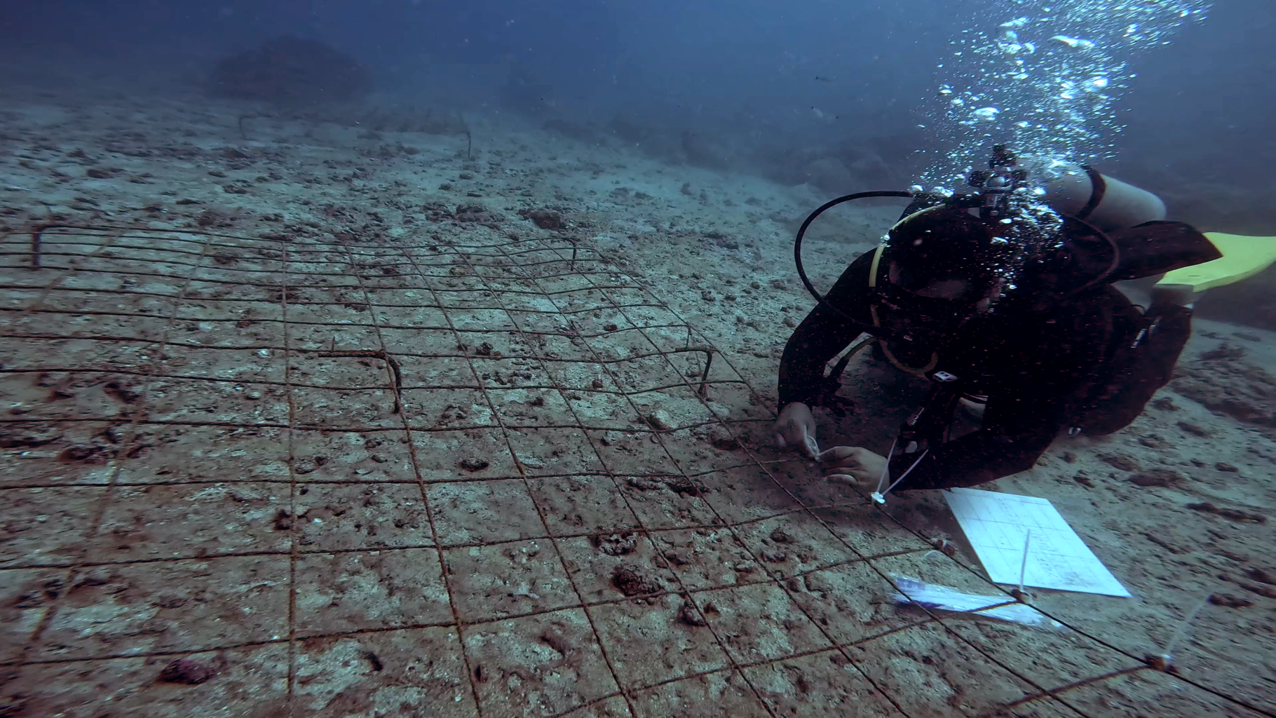 Scuba divers examine coral fragments growing on metal grid underwater.