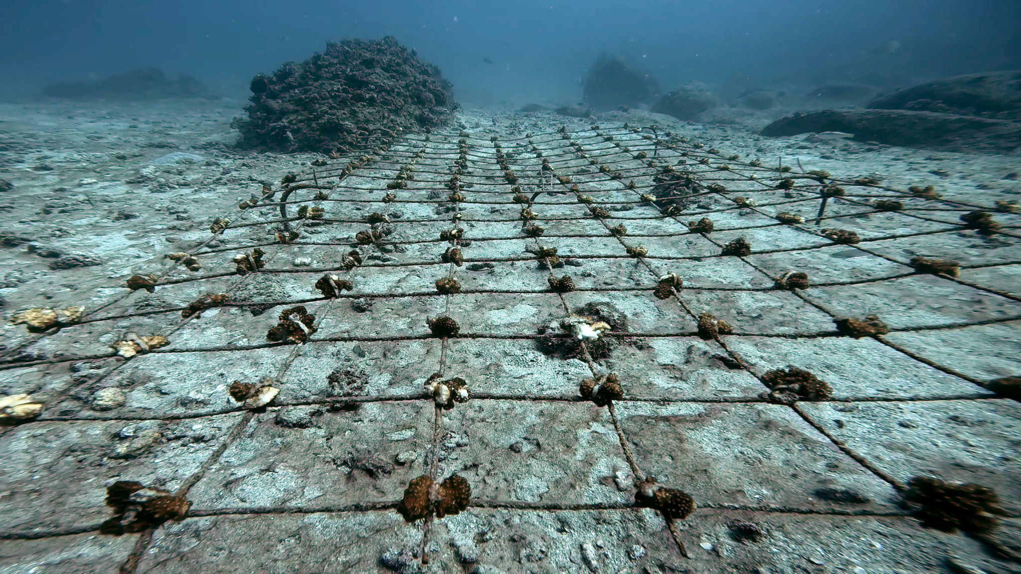 Coral fragments growing on metal grid underwater.