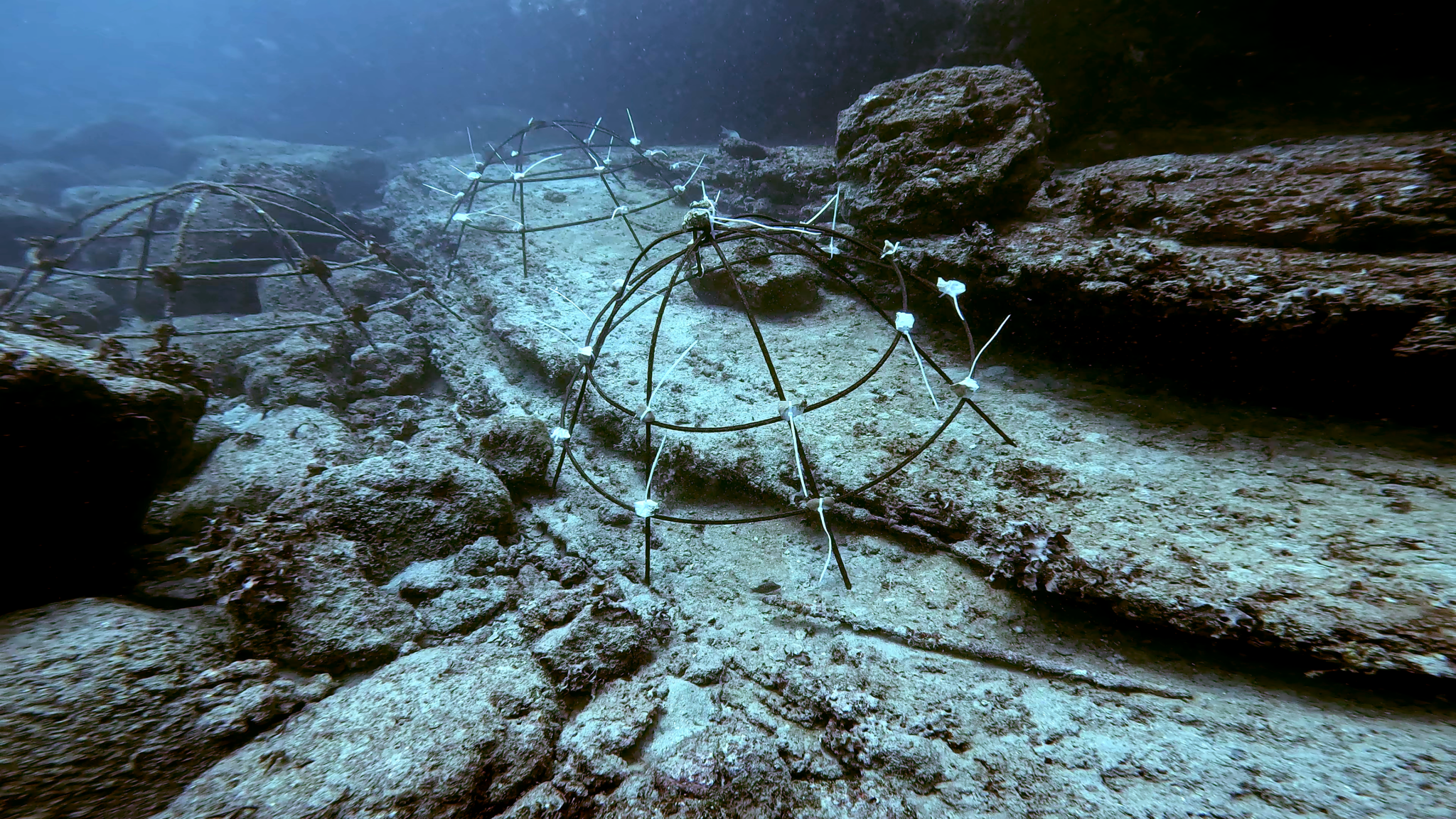 Coral fragments growing on metal dome underwater.
