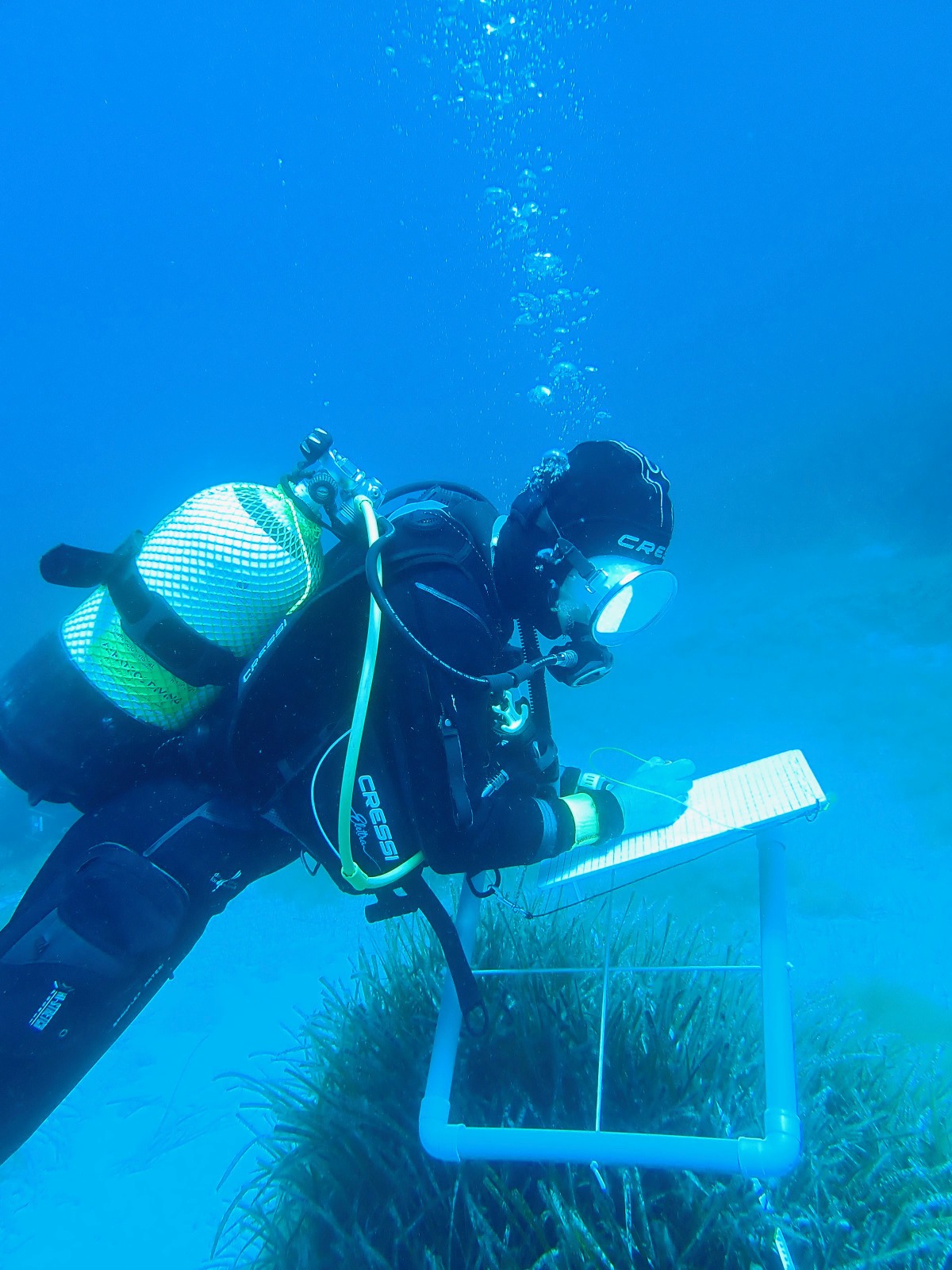 Diver replanting seagrass