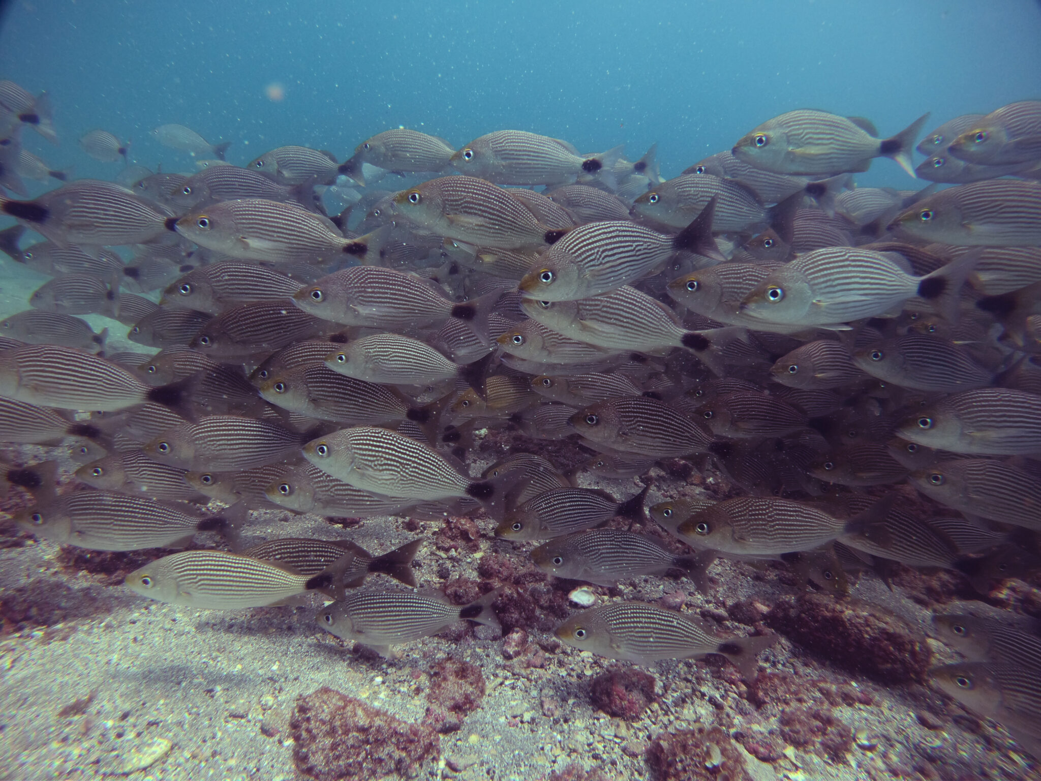 Close up of a school of fish