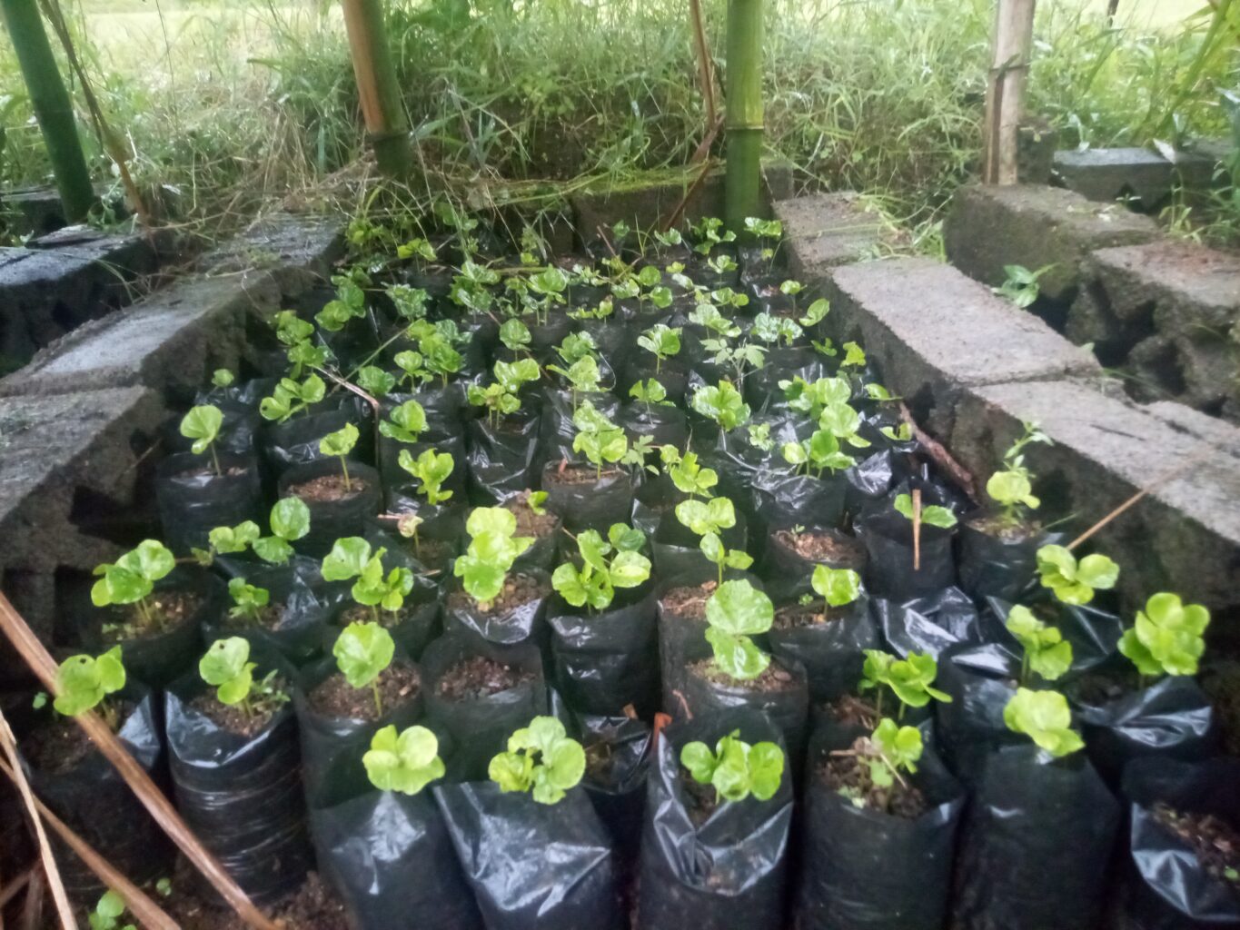 Several seedlings grow in nursery