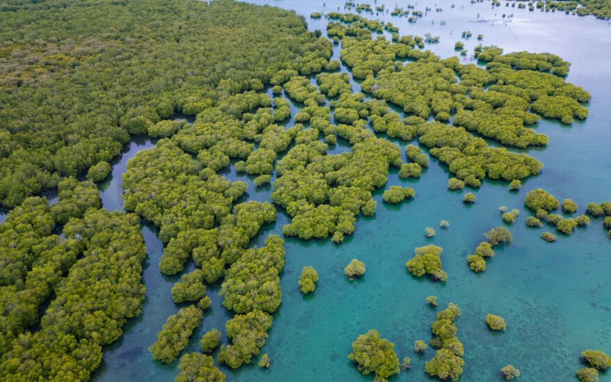 An aerial view of mangroves and water