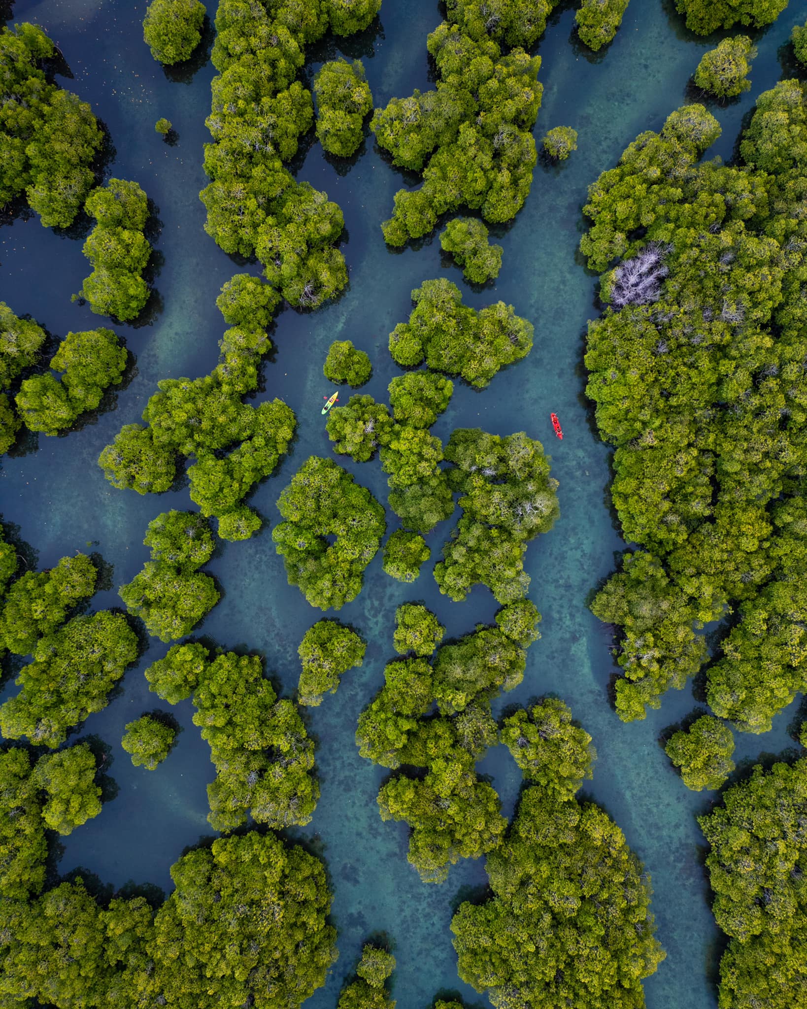 Aerial view of mangroves on the water