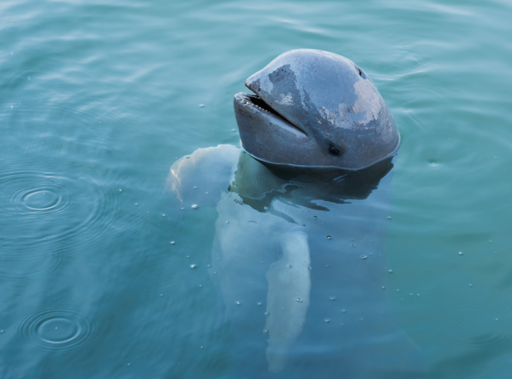 Irrawaddy dolphin in water with head above surface