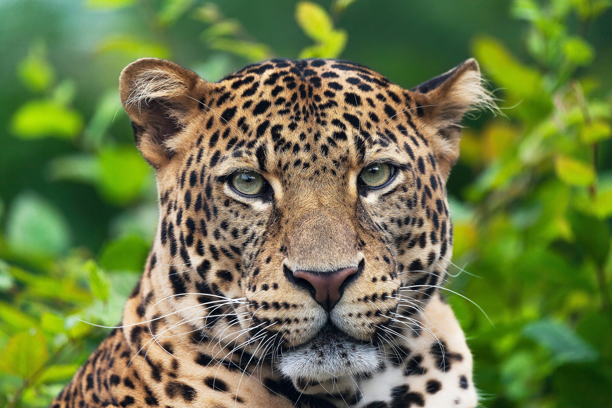 10 Endangered Island Species Protected by Seacology Projects - Seacology