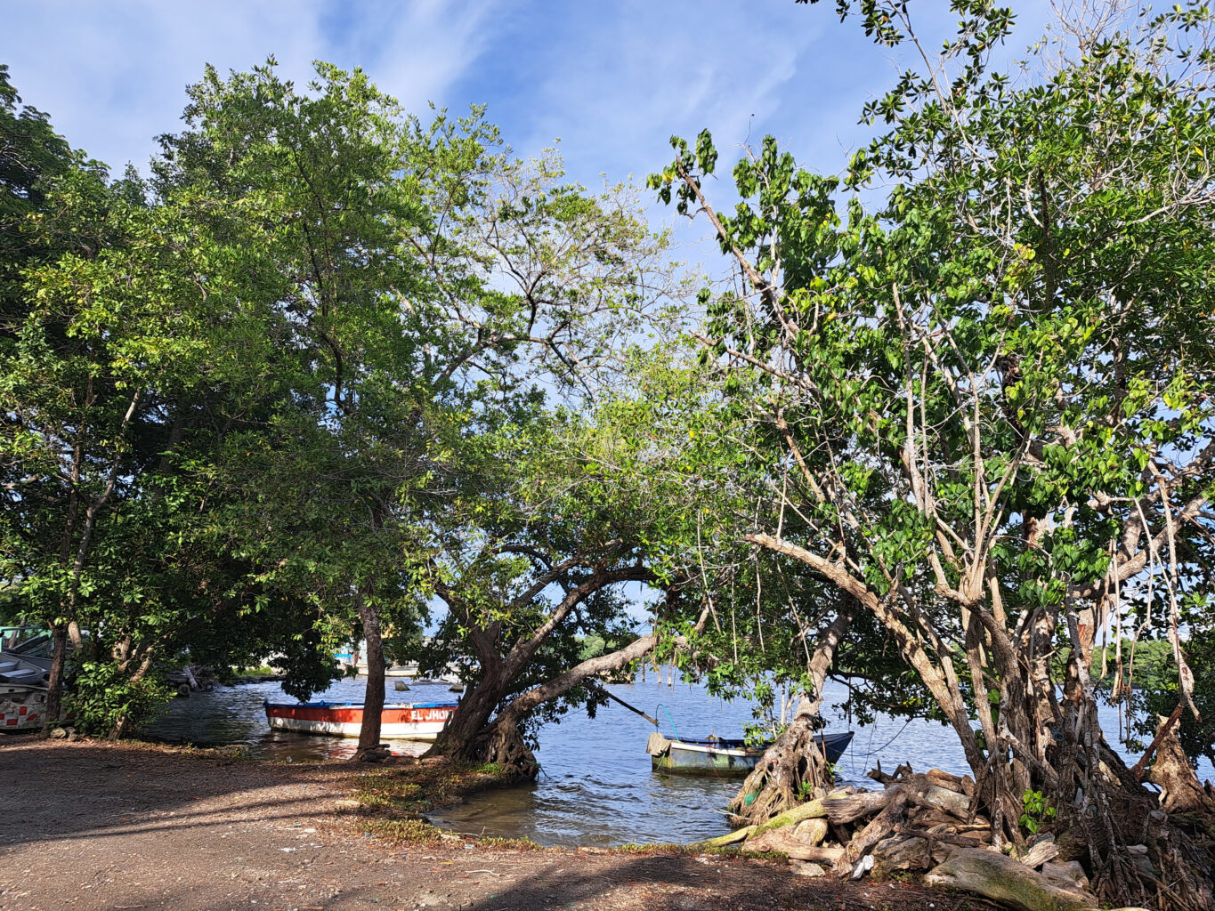 Shoreline with trees and boats in water