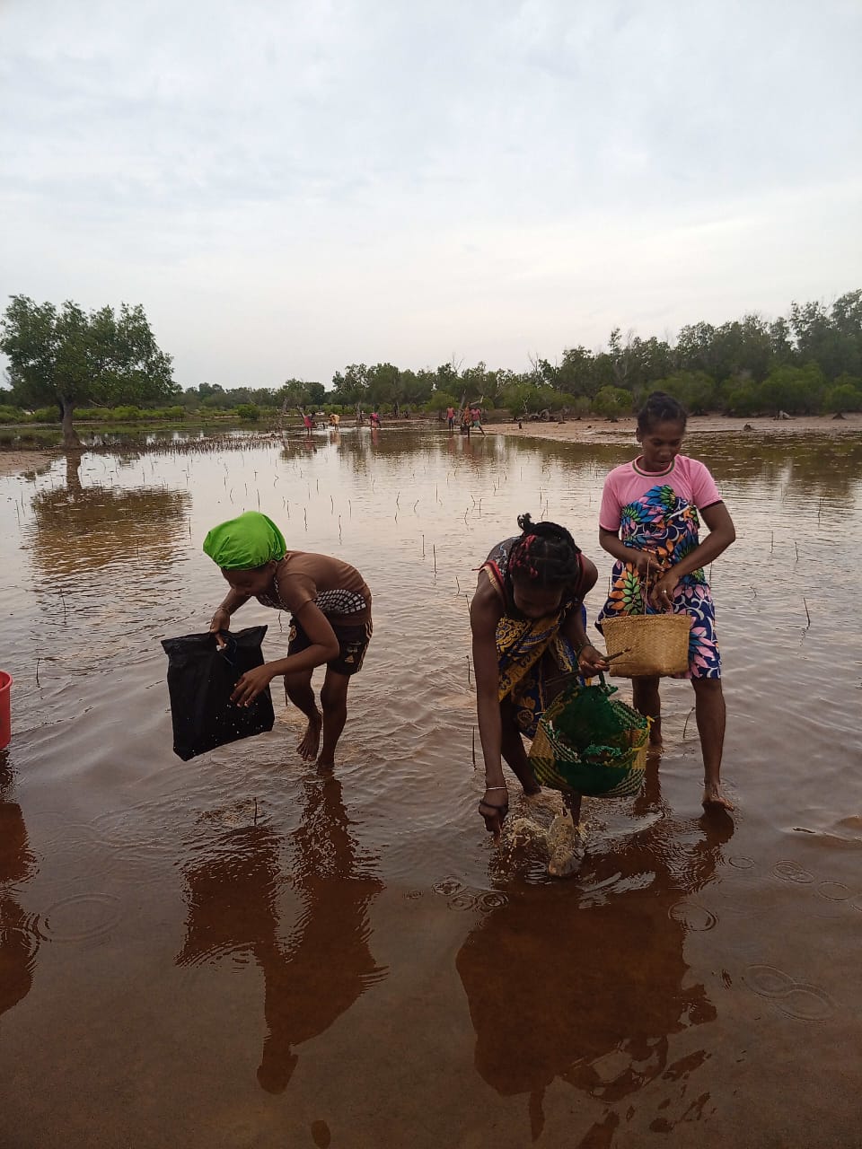 People plant seedings in shallow water.