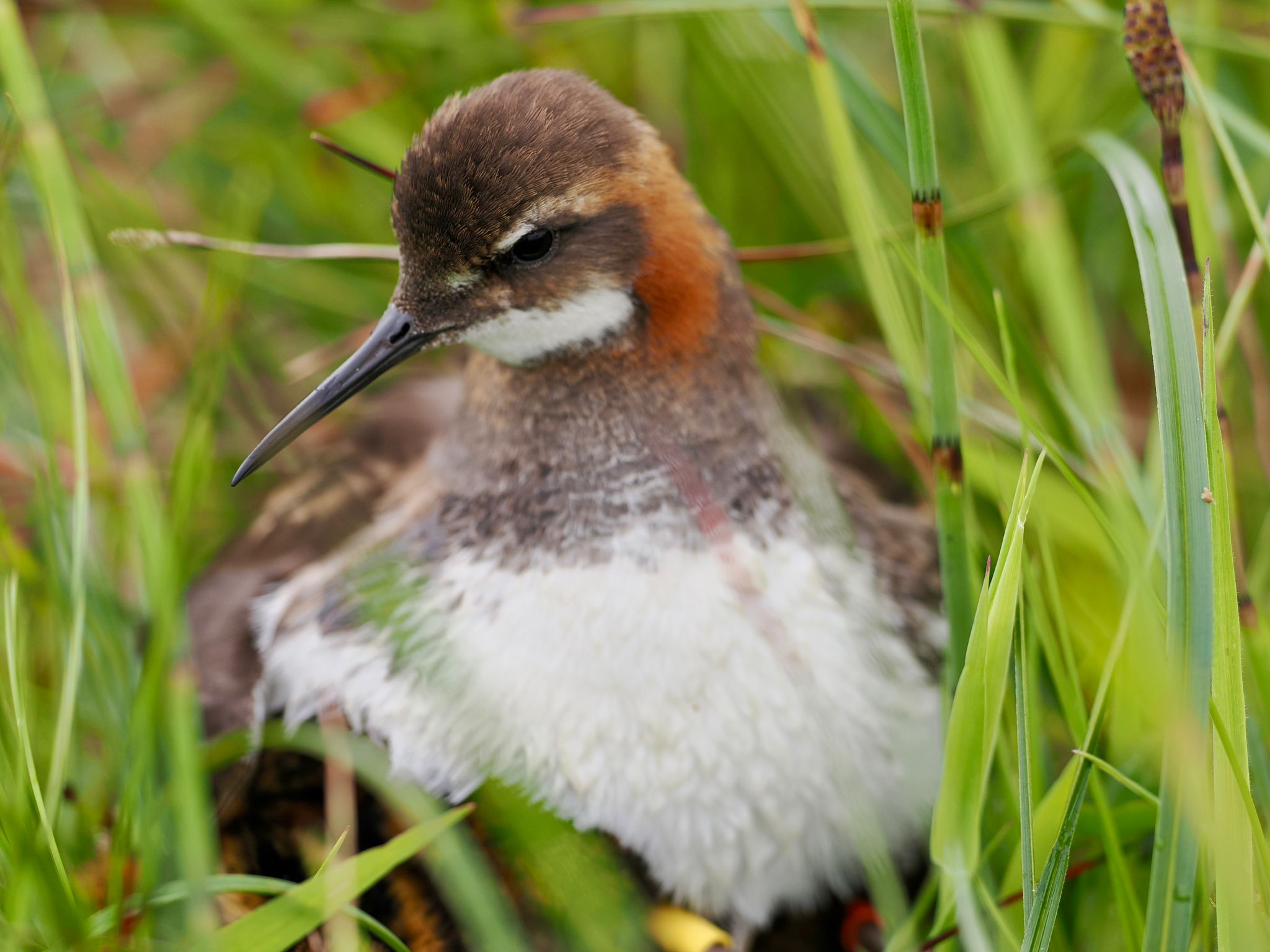 A red-necked phalarope chick in green grass