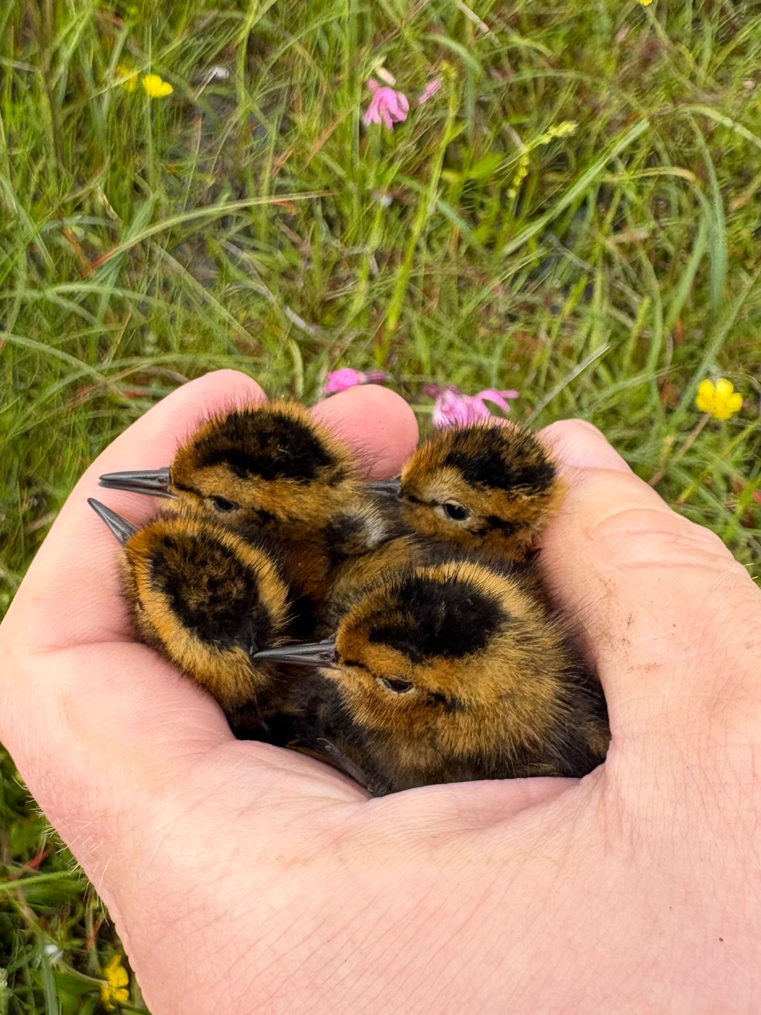 Two red-necked phalarope chicks held in a person's hands